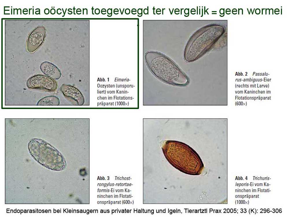 Konijn met diverse wormeieren onder de microscoop